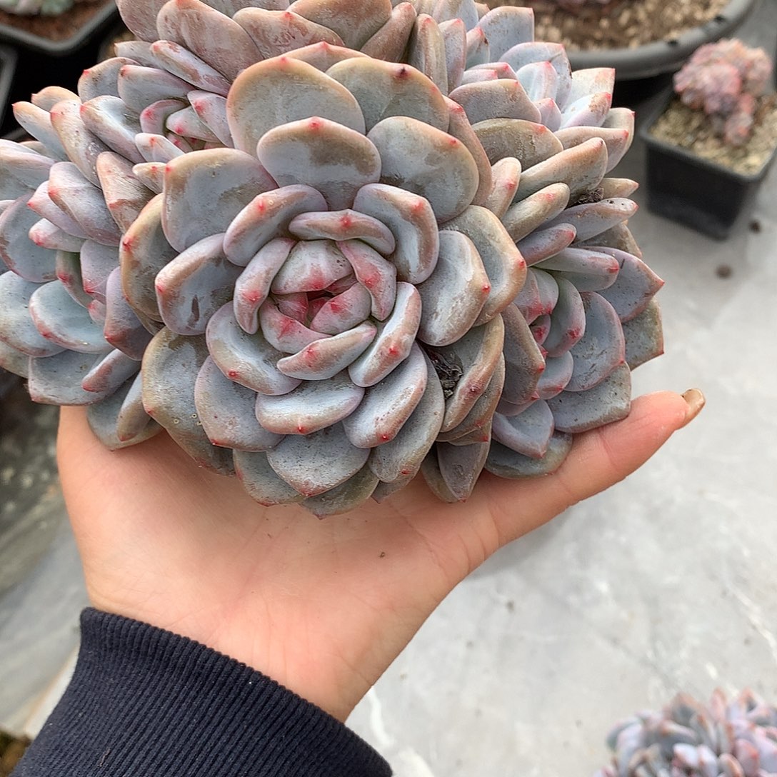 石榴籽冰玉哈哈哈哈哈哈哈哈