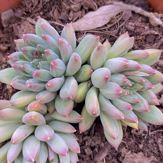 辰*多肉植物。。。。。。，，。，。。。。。。。