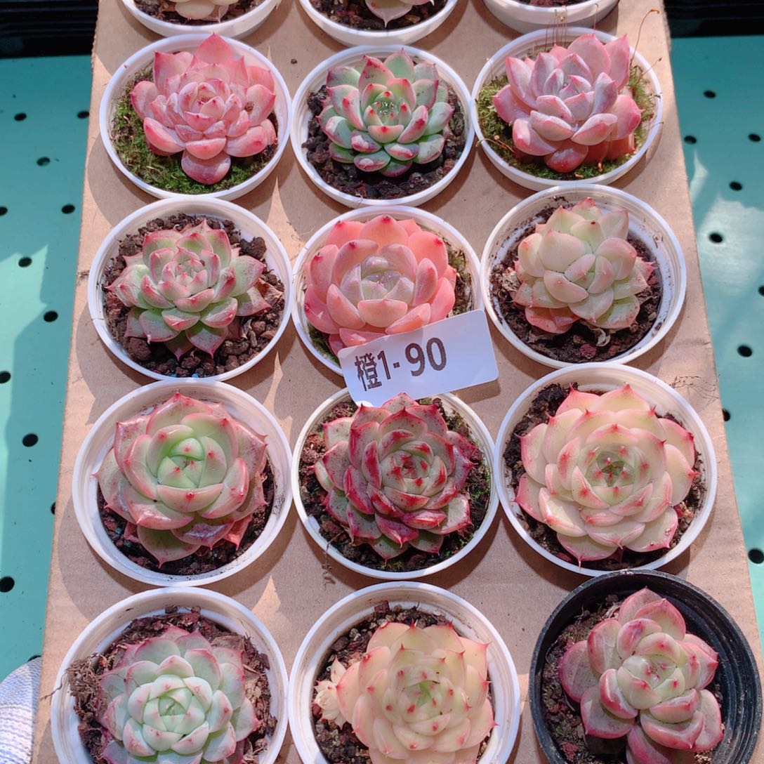 1-90一物一拍多肉带盆18颗