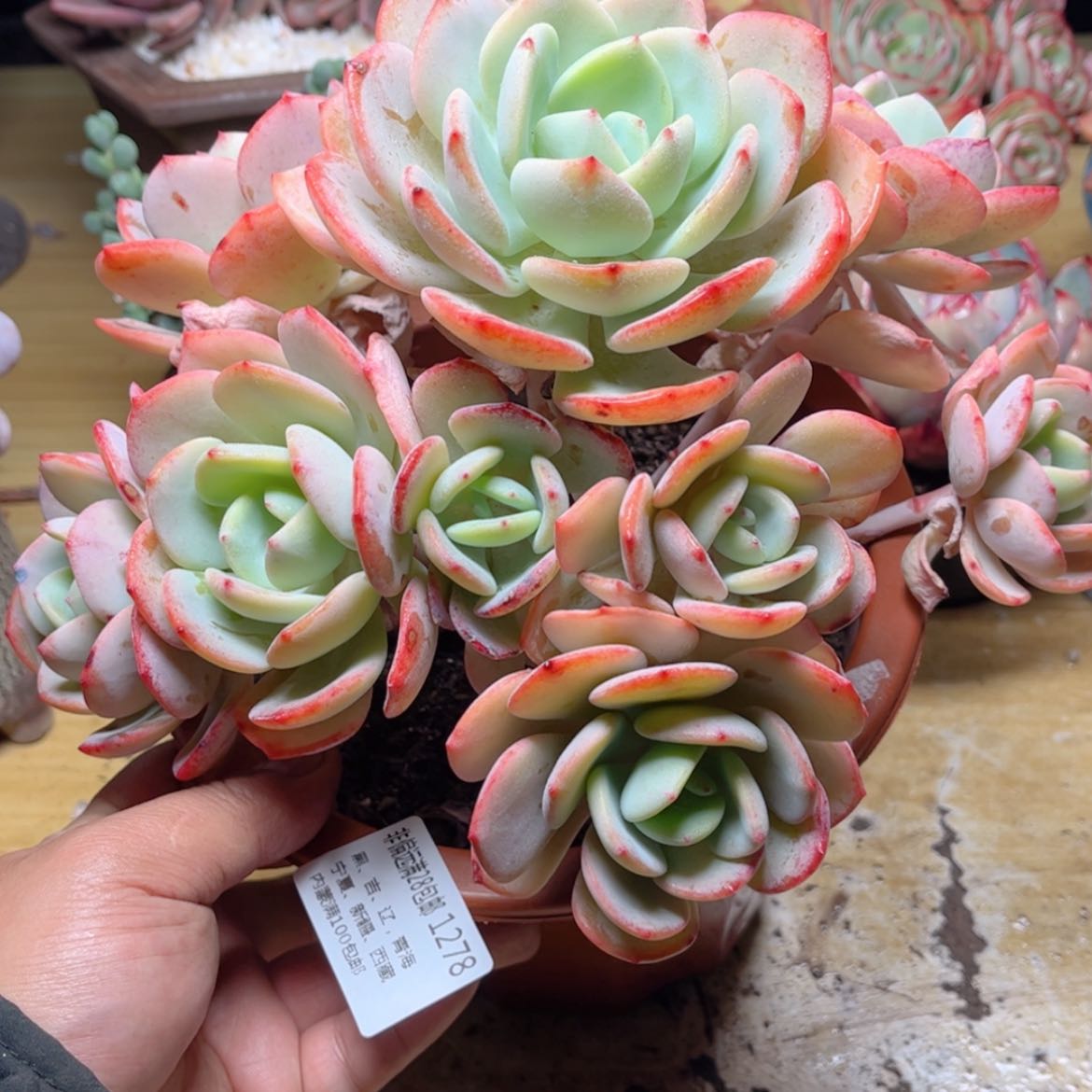 【闪购商品】1278白月光