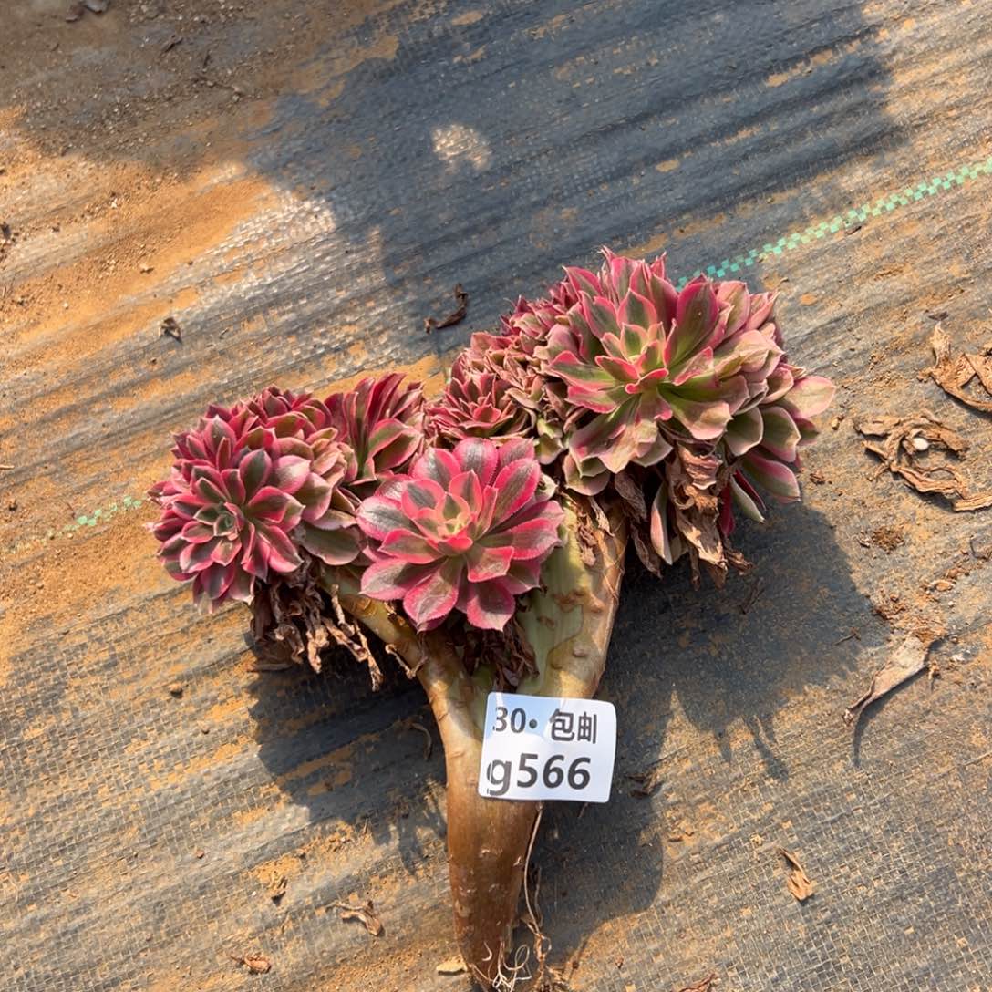 566女巫缀福利不包损