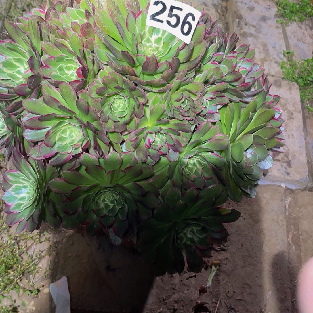 多肉法师256号莲花座发货不包损