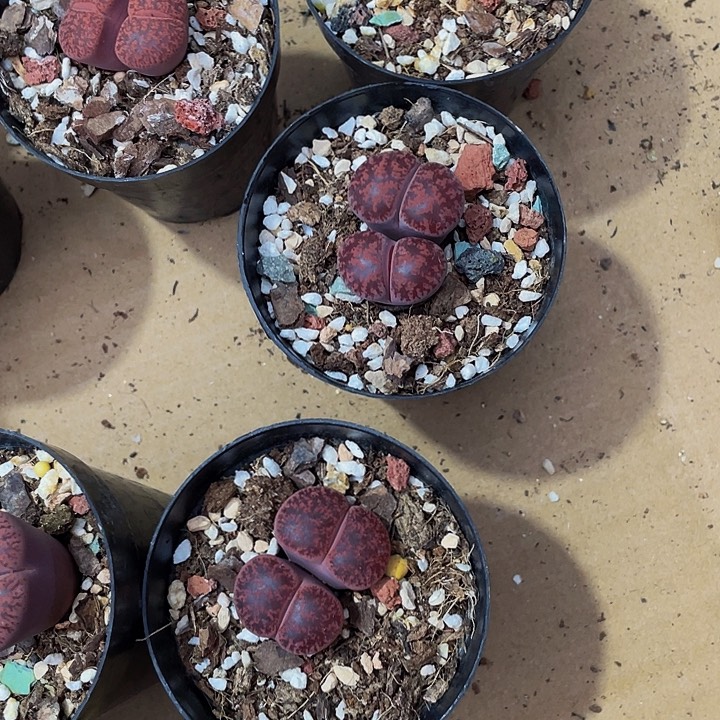 双头酒红生石花带盆土