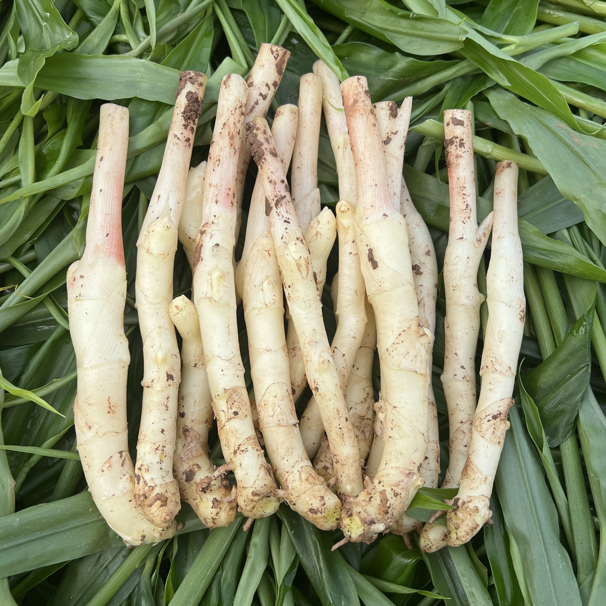四川嫩姜新鲜嫩生姜脆嫩仔姜鲜嫩生姜醋泡姜现挖