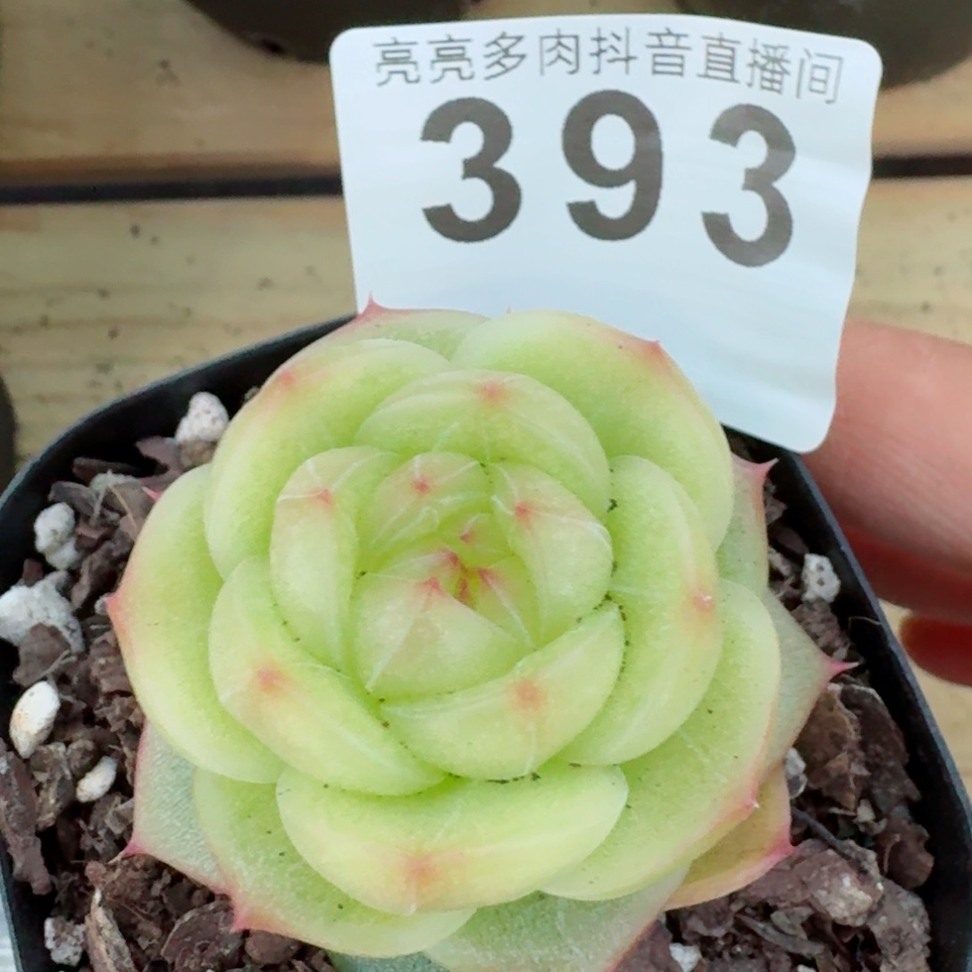 灵耀珍妮         精品多肉