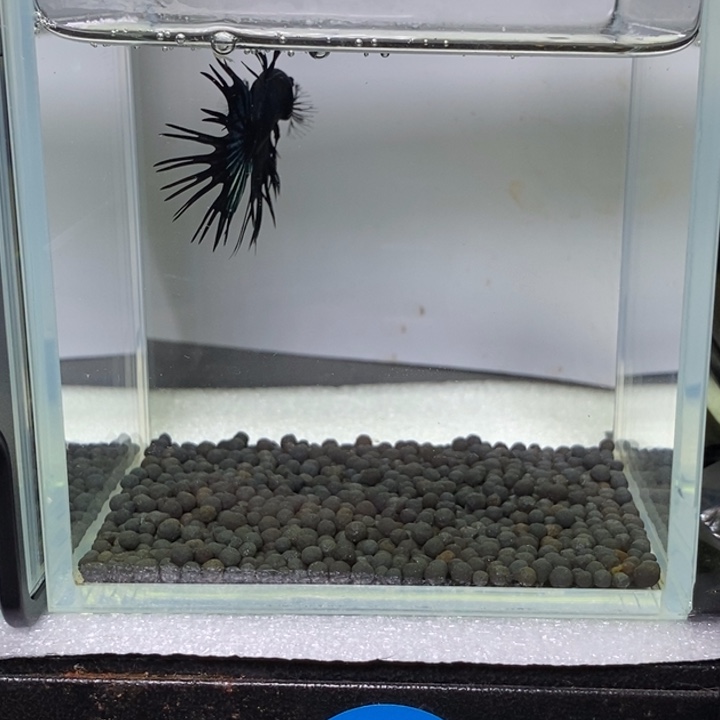 斗鱼泰国斗鱼411号