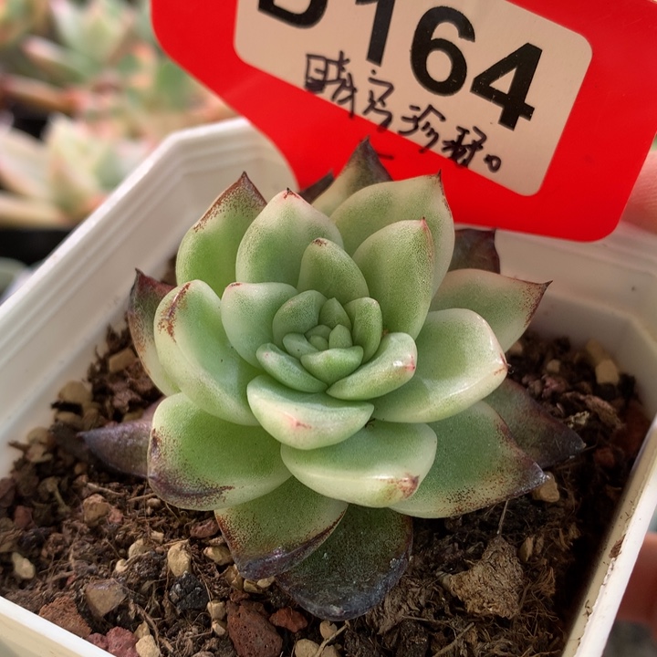 晴空珍妮锦覆轮有根