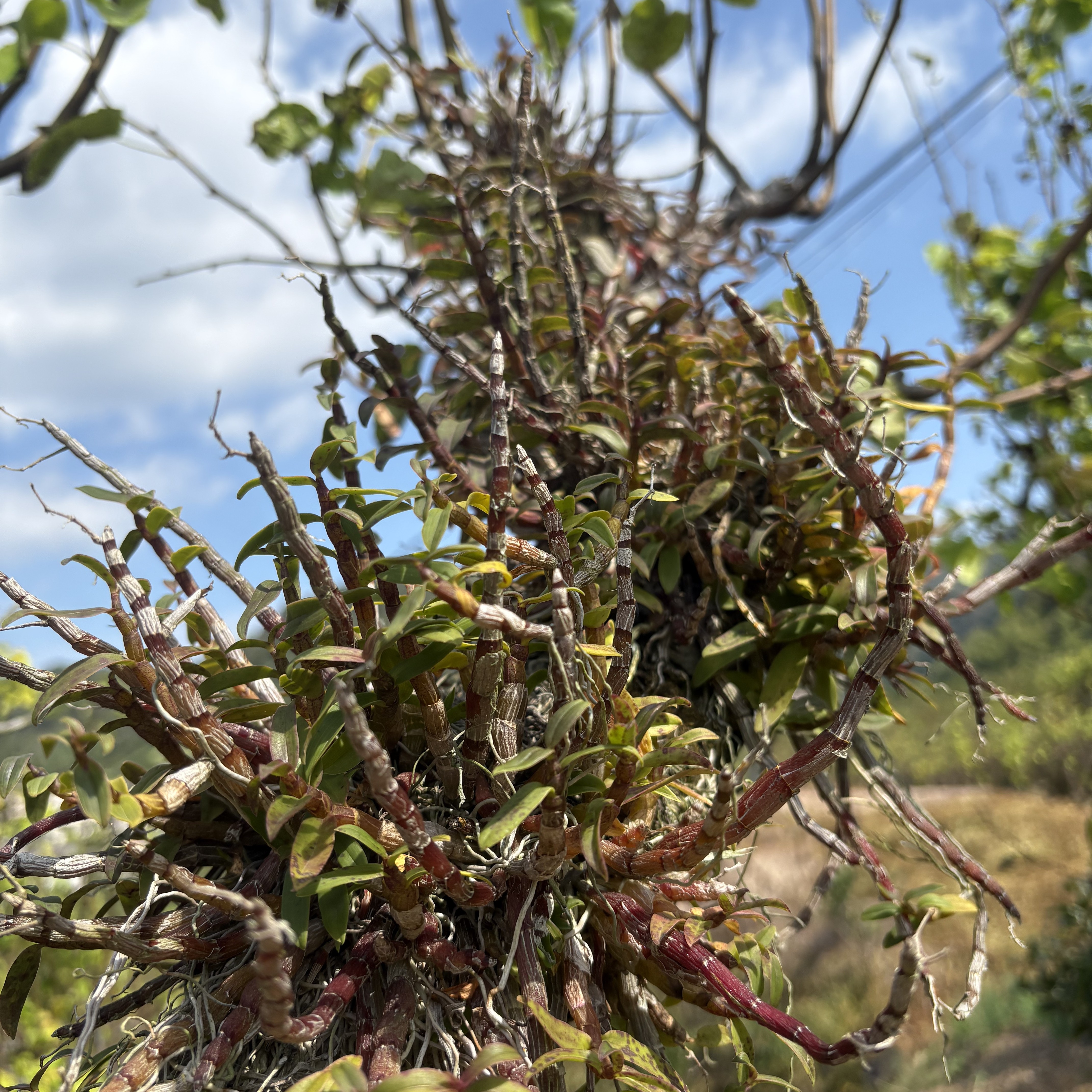 仿野生铁皮石斛鲜条