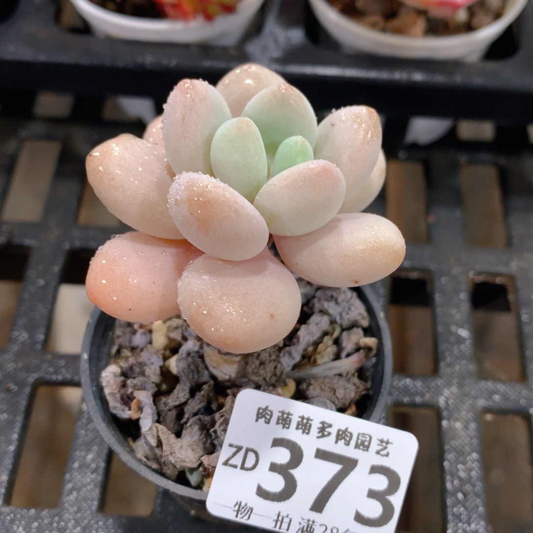肉萌萌拇指盆精控多肉ZD373