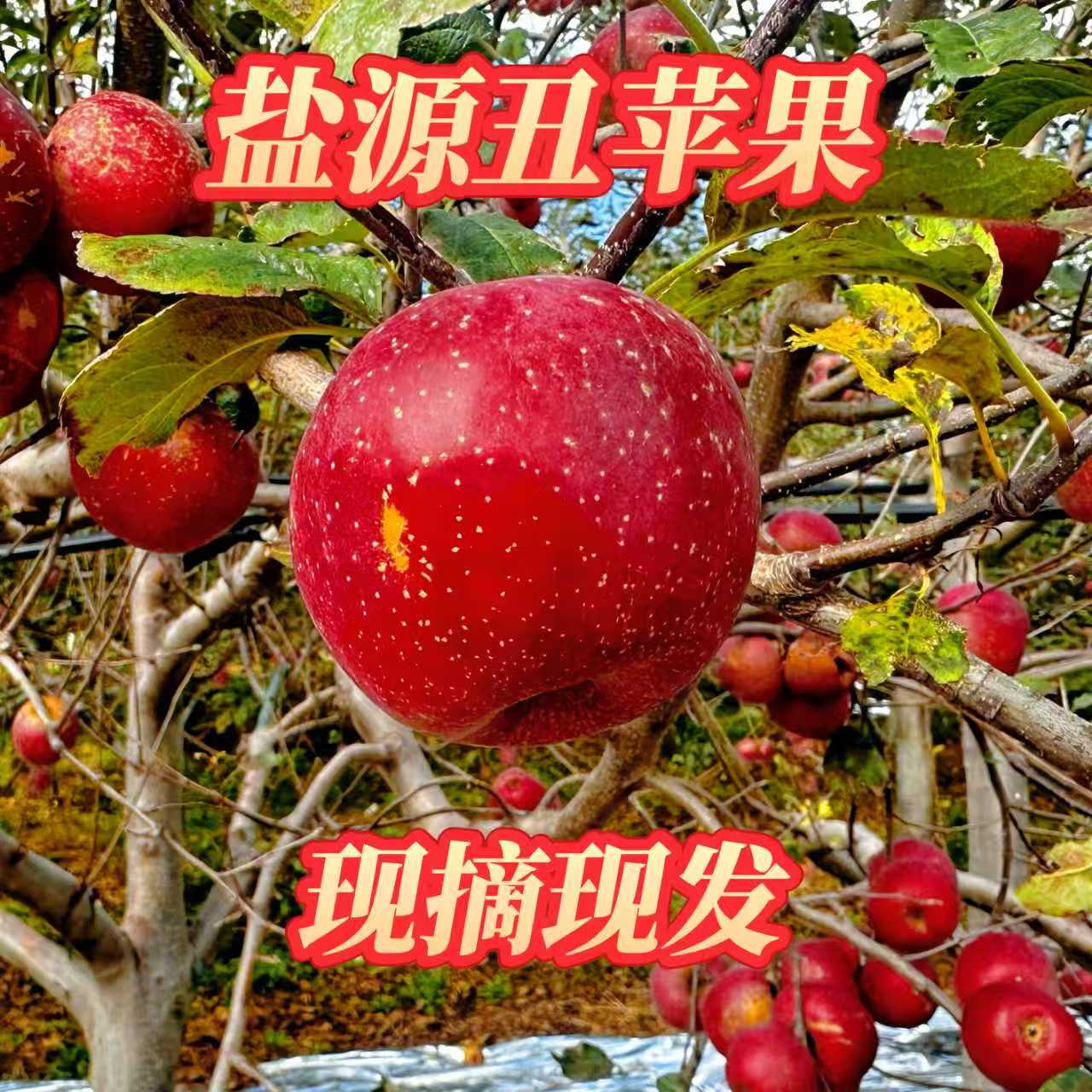 【全国多仓发货】正宗四川大凉山盐源丑苹果新鲜水果应季水果