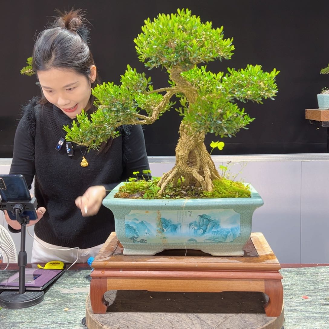 四季常青老桩黄杨盆景