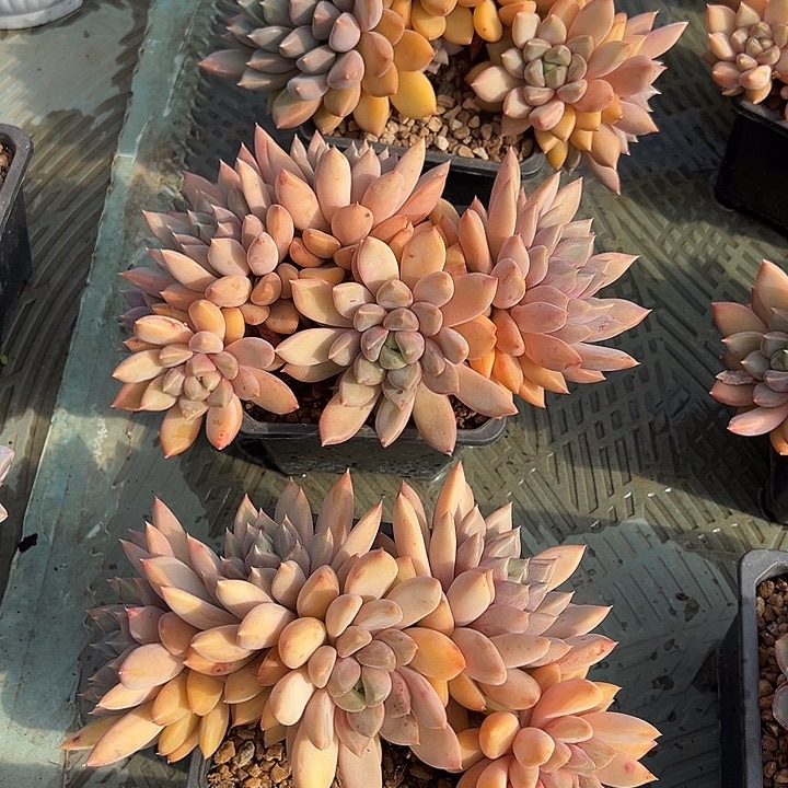 朵朵缀红象牙叶插