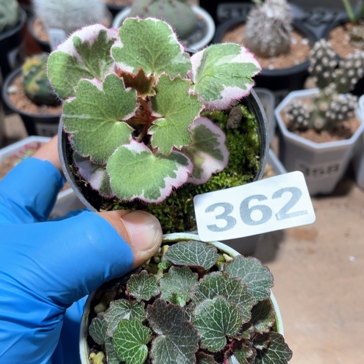 362日本姬虎耳➕御所耳植物