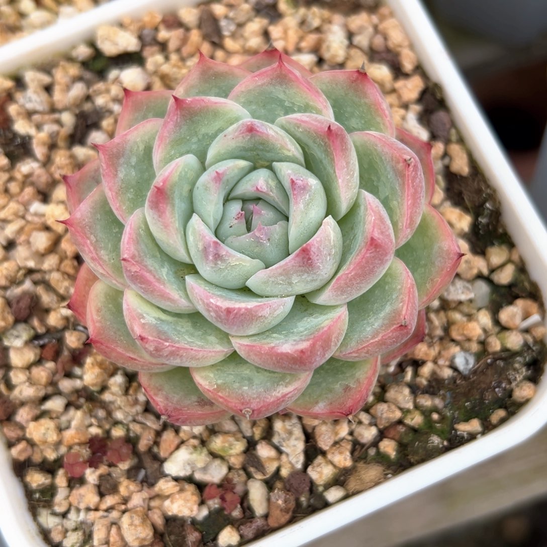 粉水晶（满38包邮）多肉