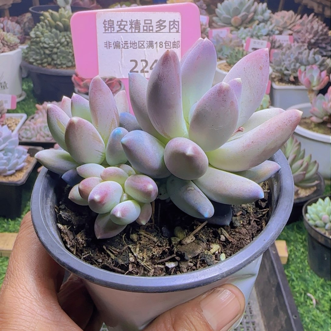锦安精品多肉植物224