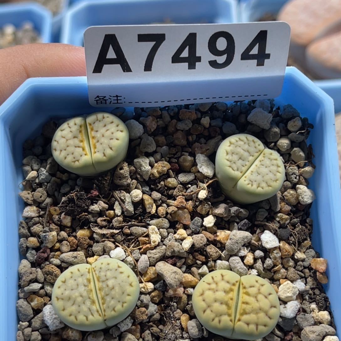 7494青宁4颗尺寸1.5