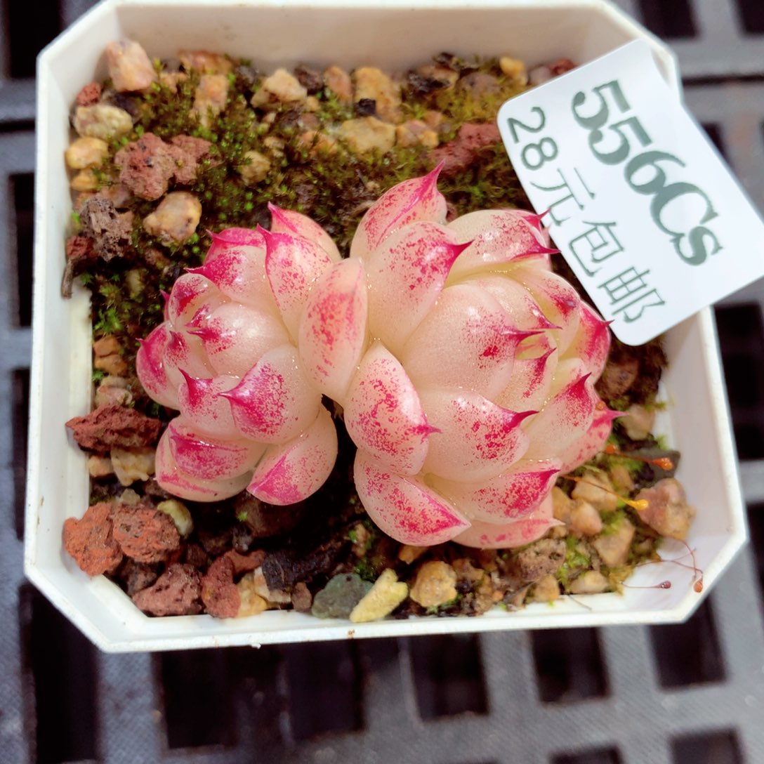 5厘米盆精控多肉556