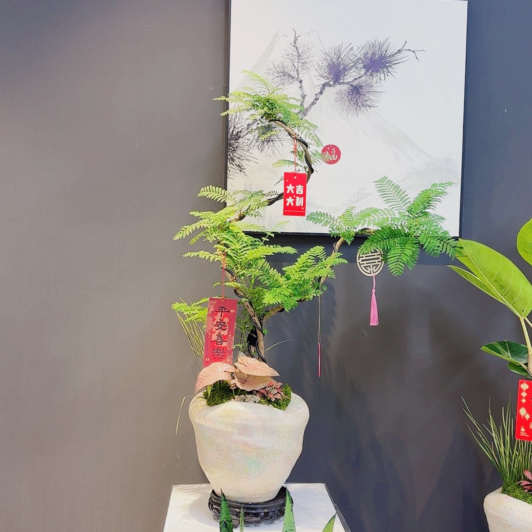 无花朵用****3高端盆景盆景一物一拍