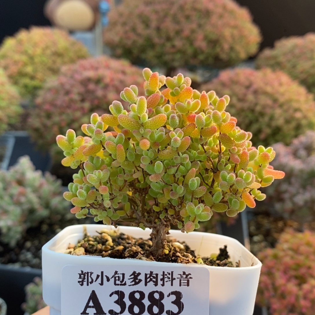蜜橘糖球3883枝干番杏