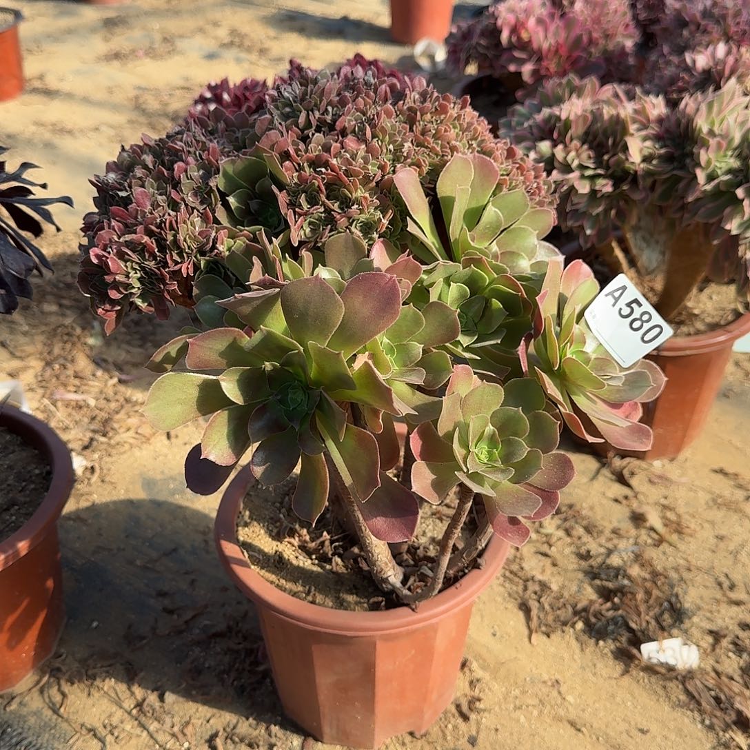 580火玫瑰一颗有伤