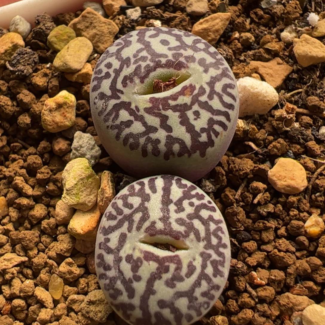 多肉植物百科785