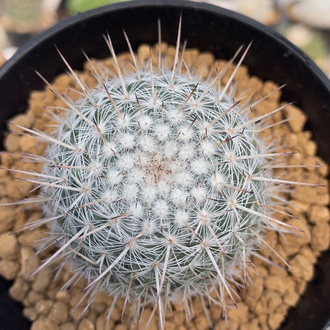 白王丸         实生根