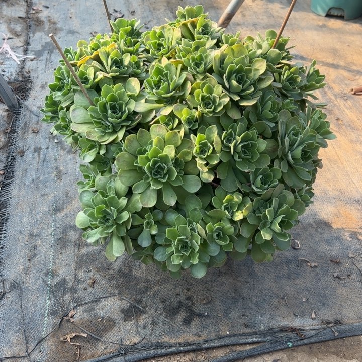 55冰多肉多肉多肉多肉