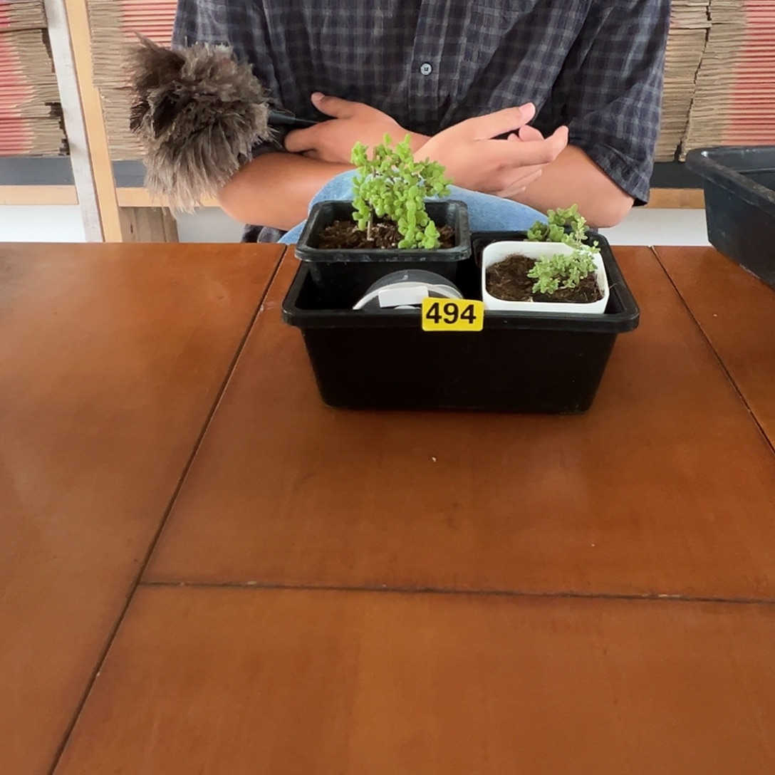 枝干番杏多肉植物494