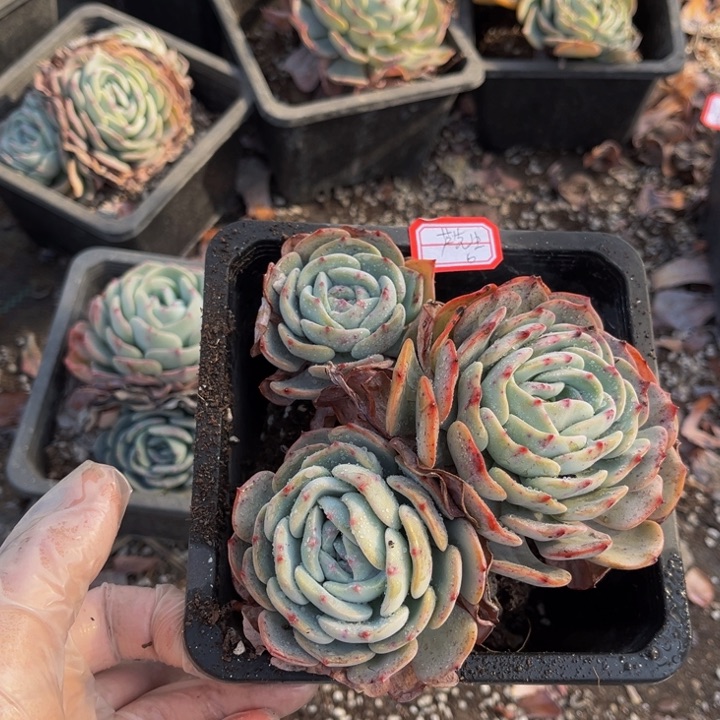 芦****姐勃朗峰一颗140盆