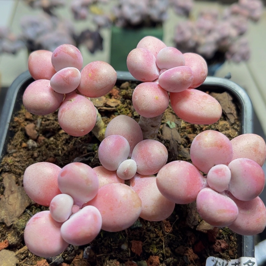 879/10cm糖果桃蛋多肉植物