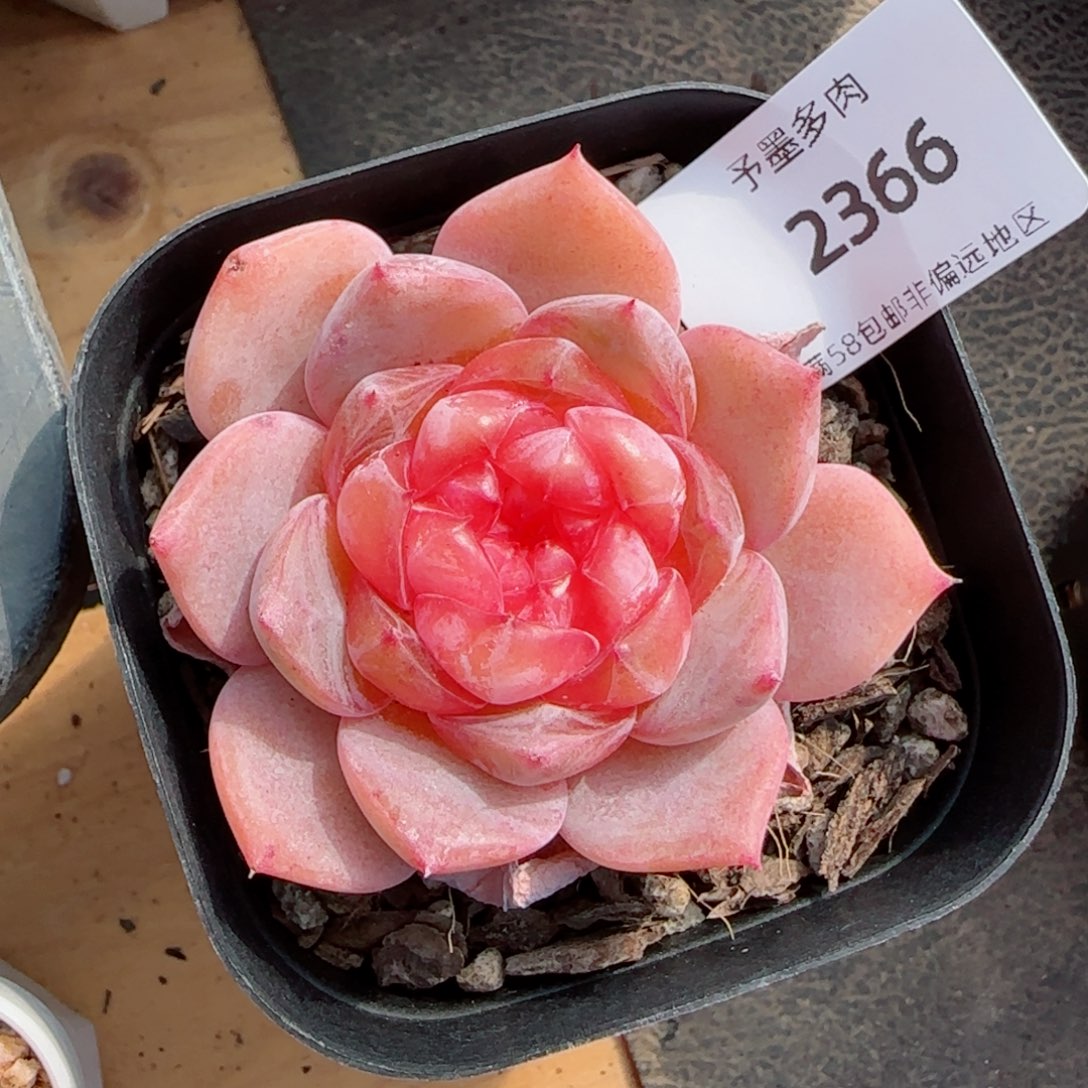 新品，2366多肉植物