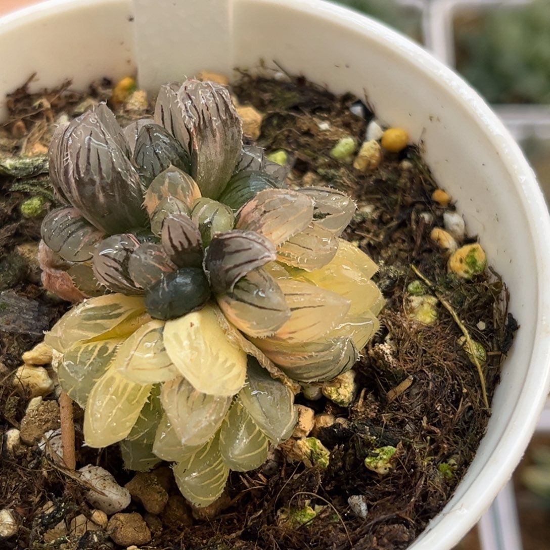 春***兰56专拍十二卷多肉