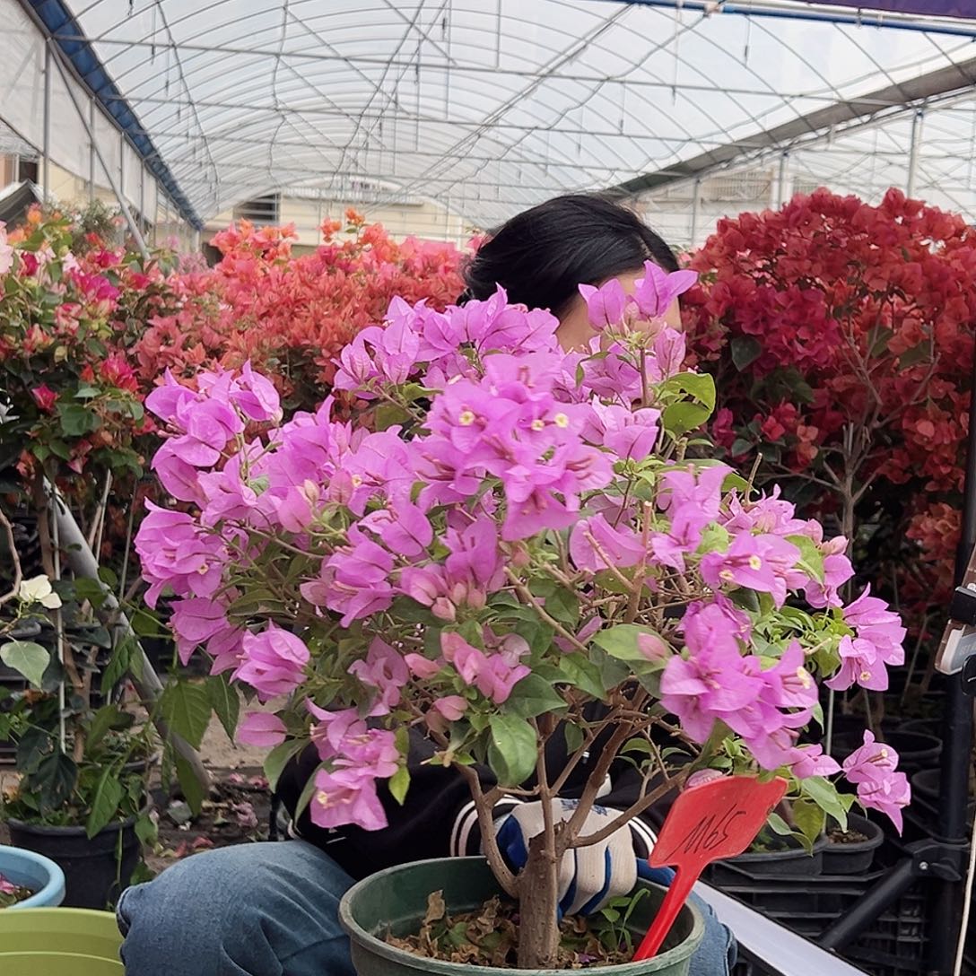 木***子大部分花苞少量开放M65巴西紫