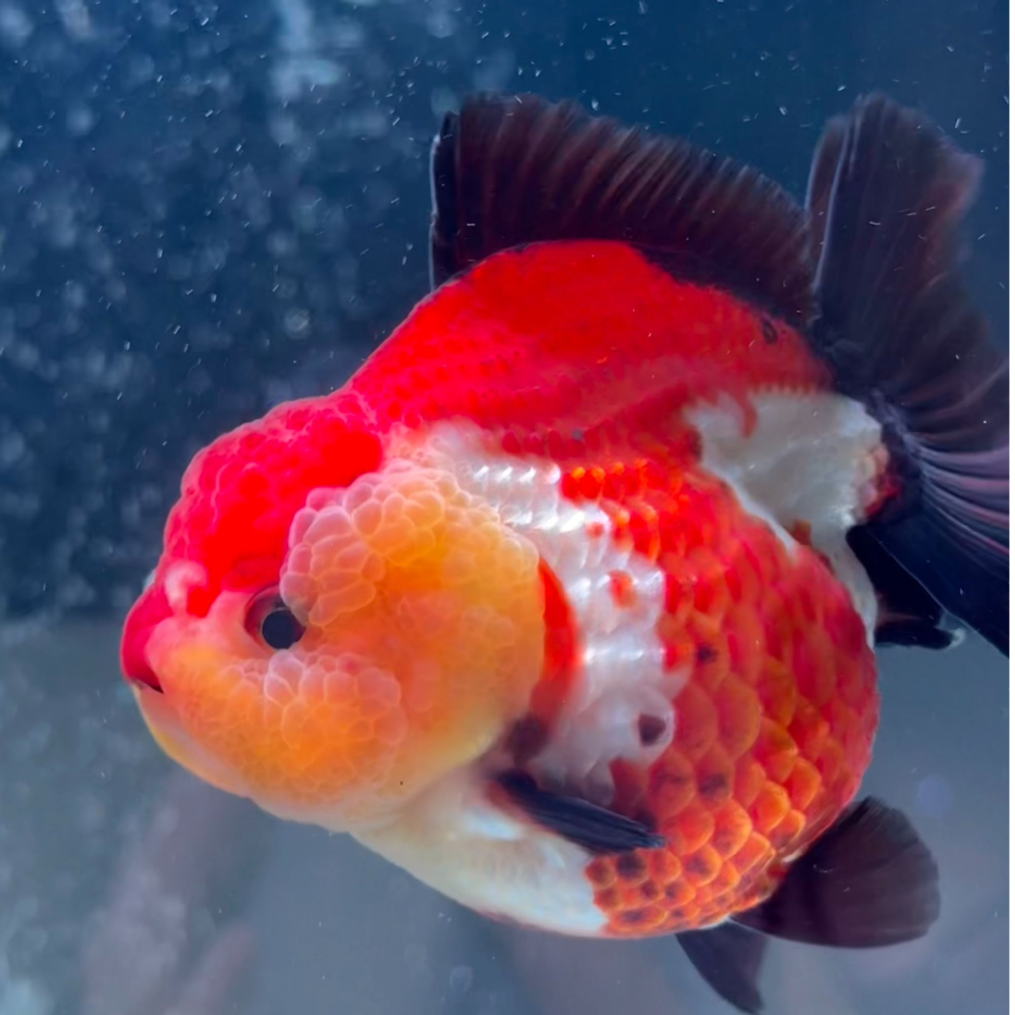 泡沫箱子3条1包泰狮