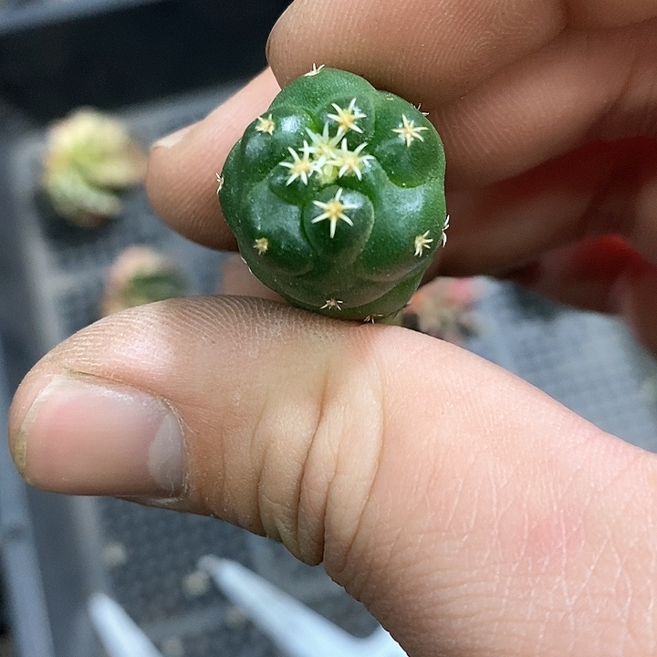 孤品实生短豪刺獠牙象芽48号福利