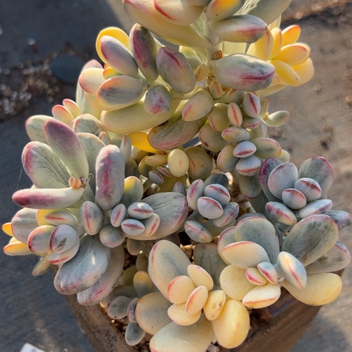 无花朵2025年末福利