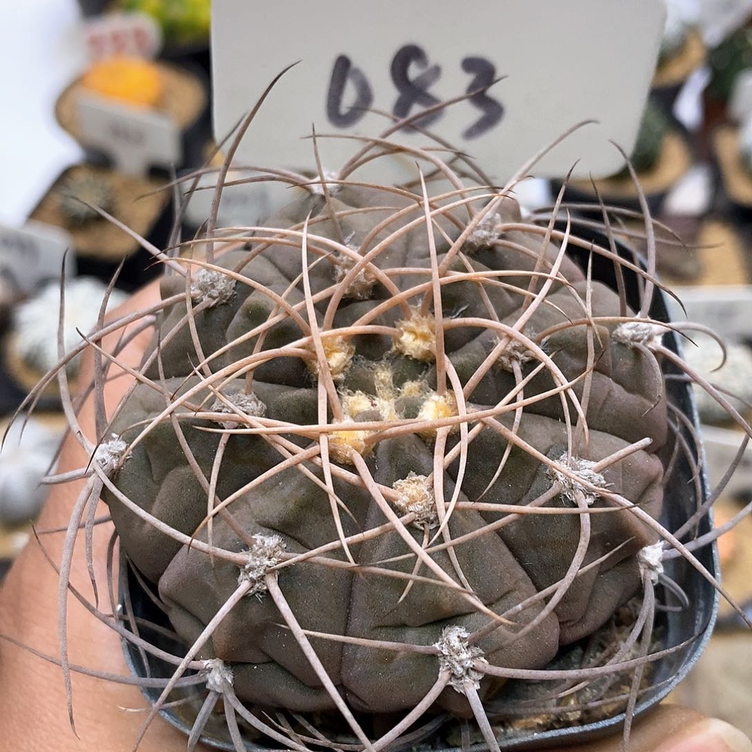 开播后我特价来了来