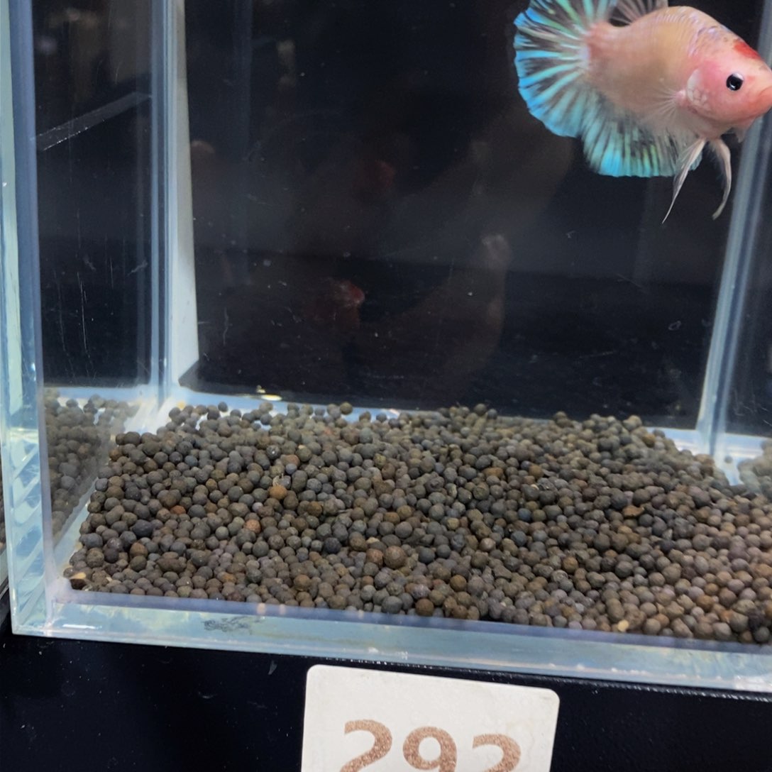 热带鱼公292巨斗