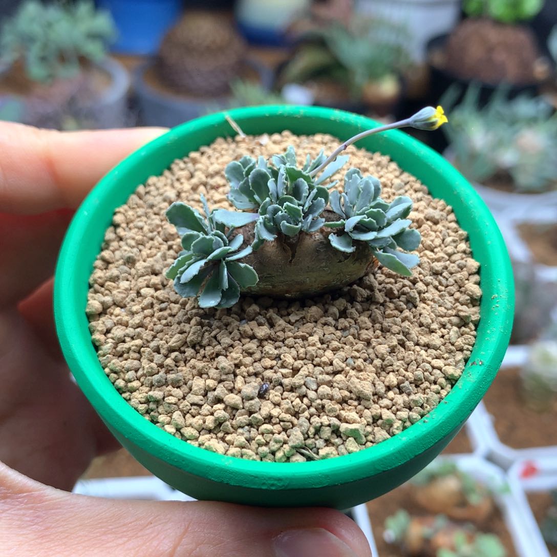 格加厚敦菊带盆多肉