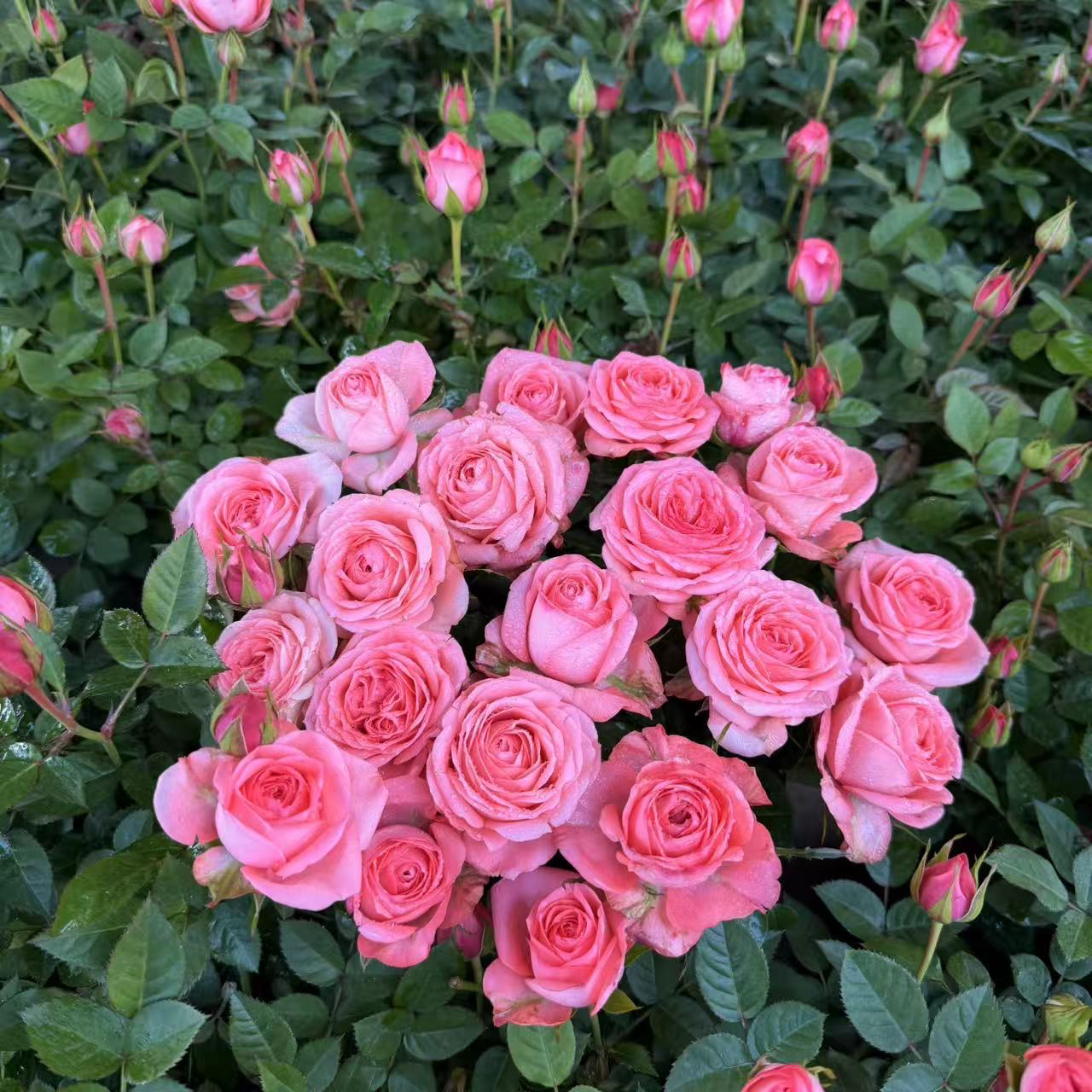 一加仑盆发货【粉天使】月季玫瑰直播云南精品盆栽花卉四季开花