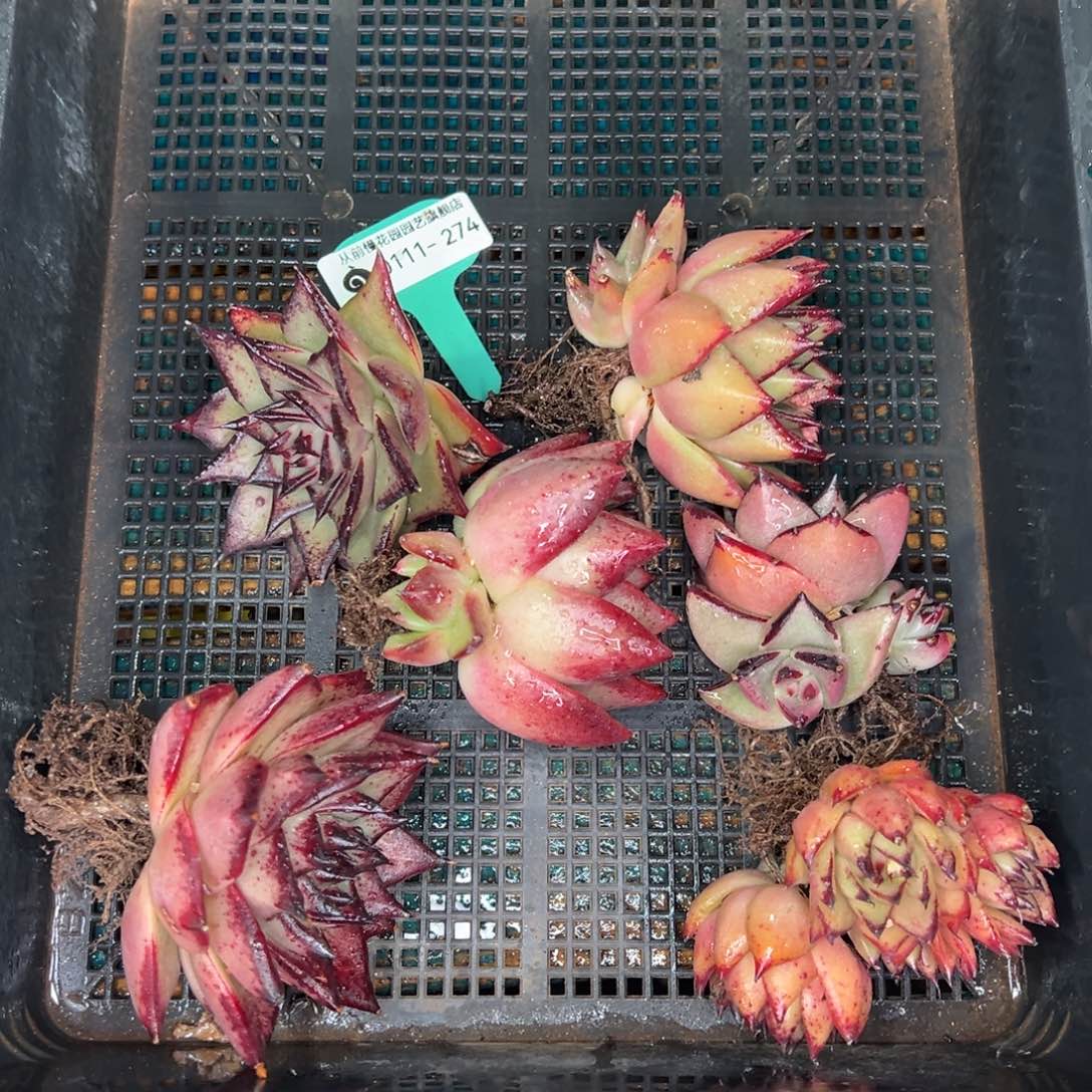 从前慢多肉精选编号0111.274