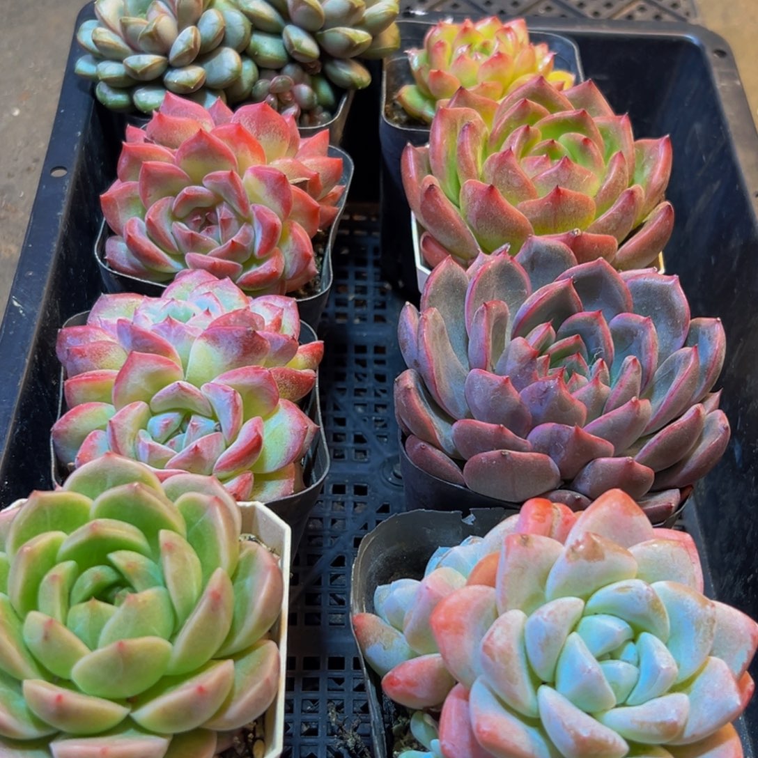 621多肉的小龙虾都有吃