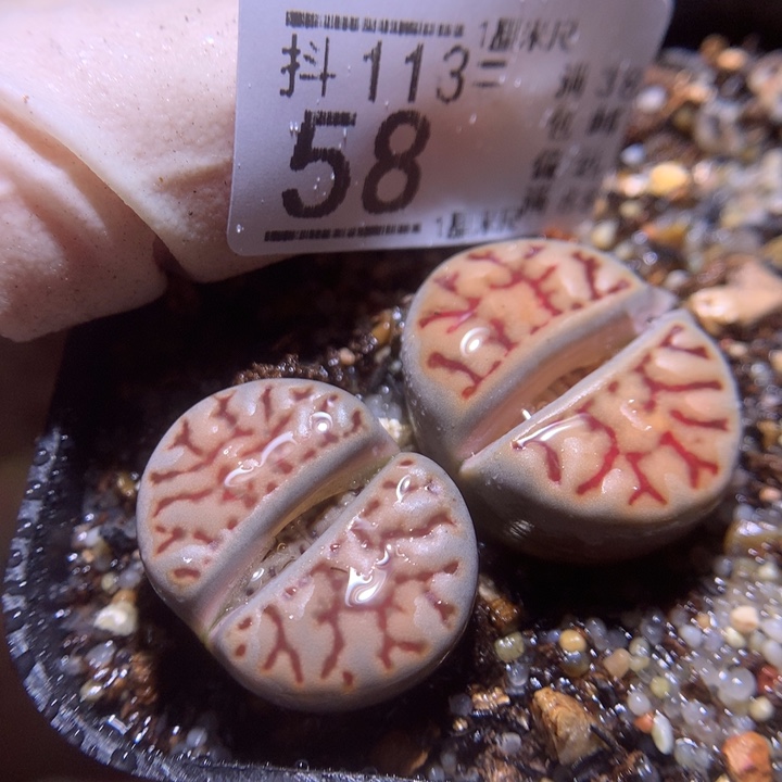 精品生石花113.58