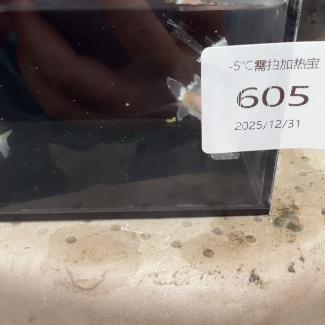 青鳉鱼605.酥油灯真长鳍一对