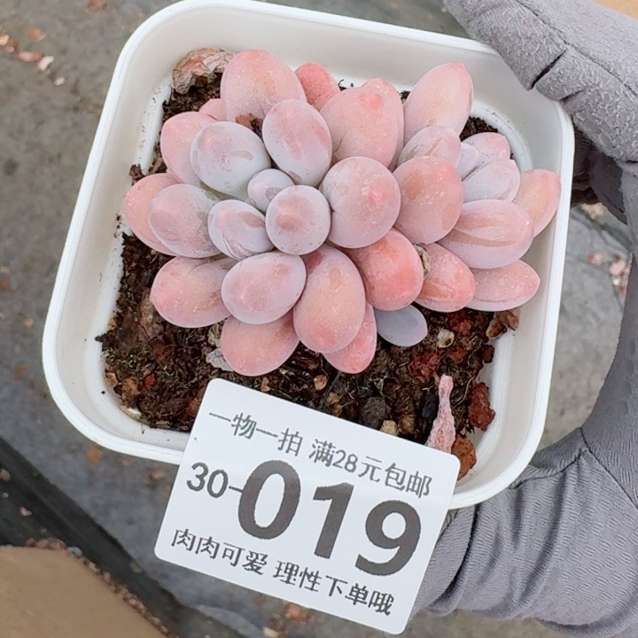 汤圆多肉多肉多肉植物多肉多