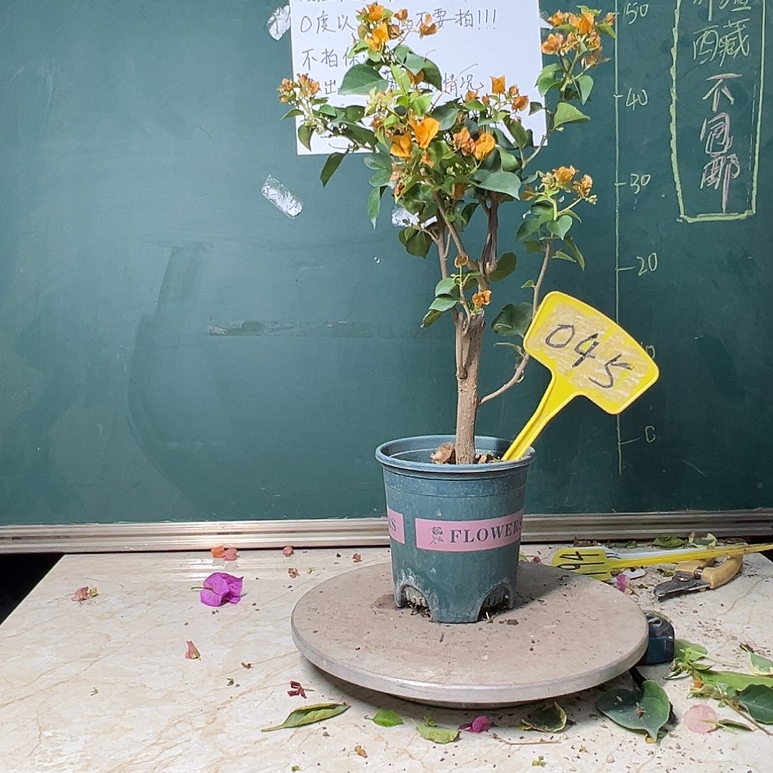 完全开放暗斑浅黄 045