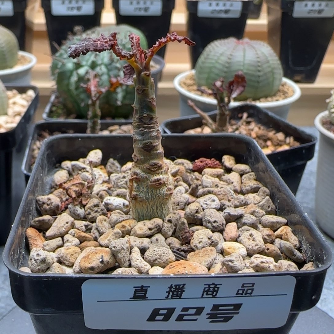 娜娜乳香，82号，带盆发货