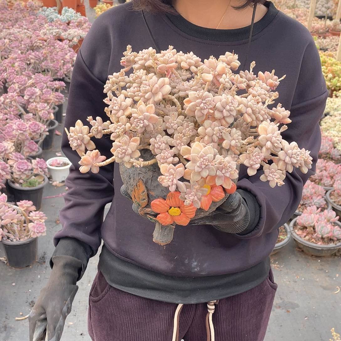 姬秋丽9.9米   量拍多肉