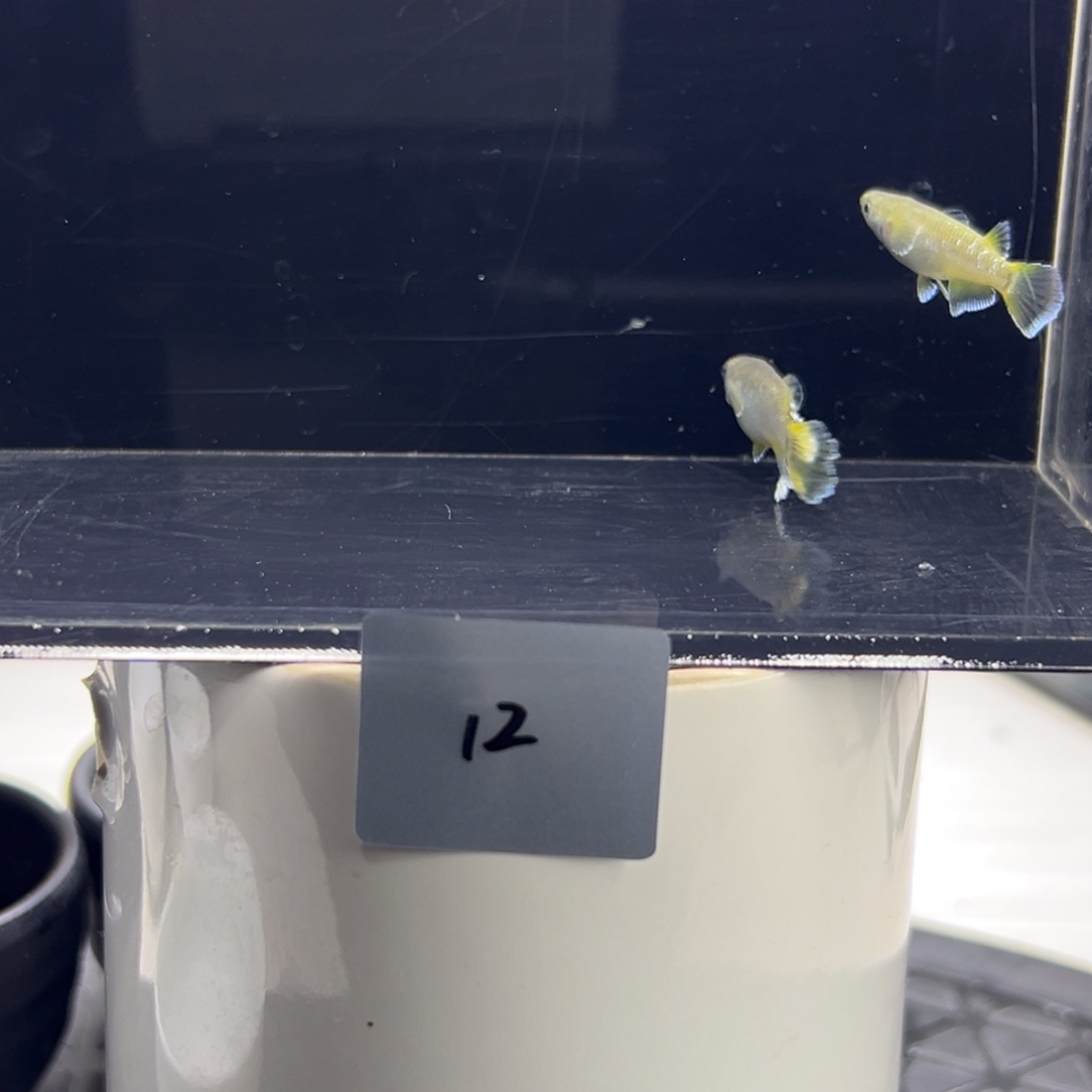 青鳉鱼12。        