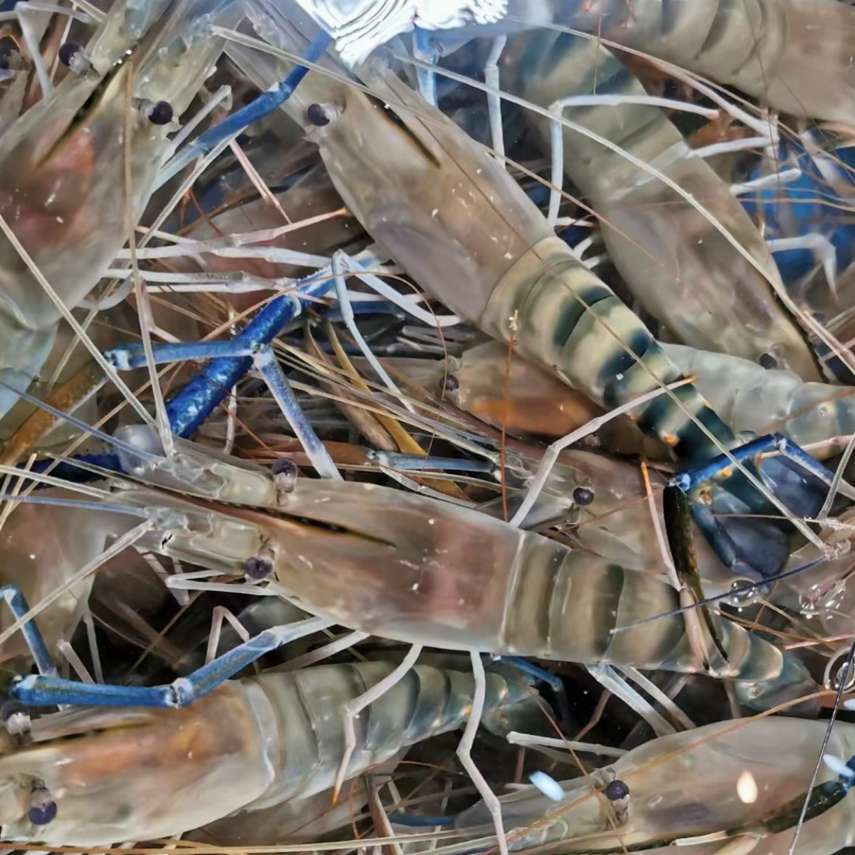 鲜活 罗氏虾500g 大头虾 虾尾Q弹（配送途中会出现死亡，介意勿拍）